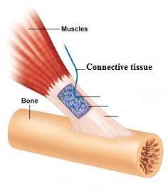 2-Connective tissue: connects muscles to bone.