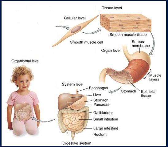 Organ: An organ is made up of several tissues that work together to do a certain job.