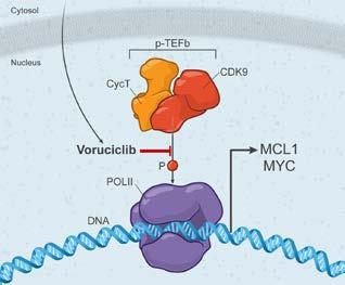 Potential to Overcome Resistance to Venetoclax Venetoclax inhibits BCL2 but not anti-apoptotic family member MCL1 Increased MCL1
