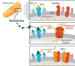 in cell cycle and transcription control Voruciclib is an oral CDK inhibitor with low nm inhibition of CDK9, 4/6 & 1 Inhibition