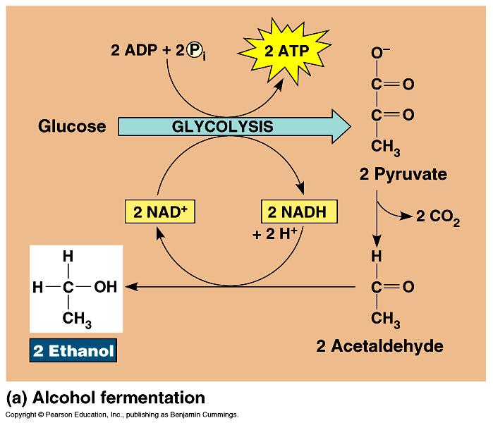 Alcohol Fermentation: pyruvate ethanol + CO 2 3C 2C 1C NAD + back to glycolysis Dead end process