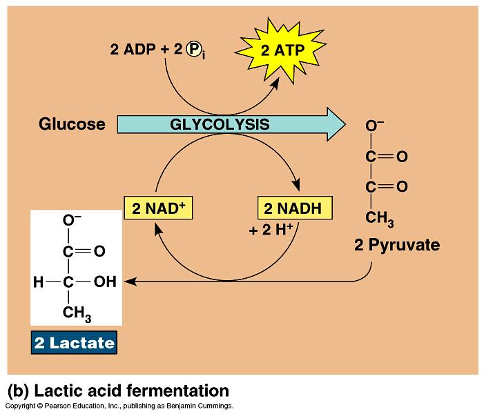Lactic Acid Fermentation: pyruvate lactic acid 3C 3C NAD + Reversible process once O 2 is available, lactate