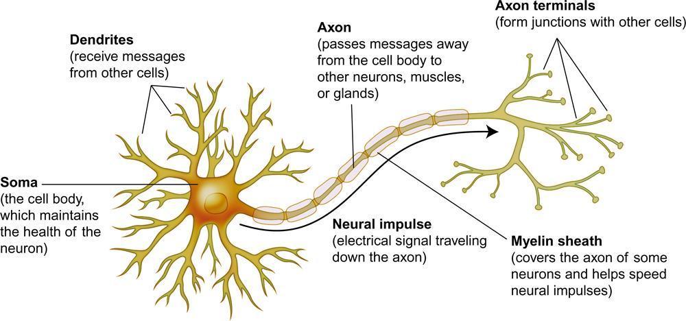 Parts of the Neuron - Terminals Axon terminals The