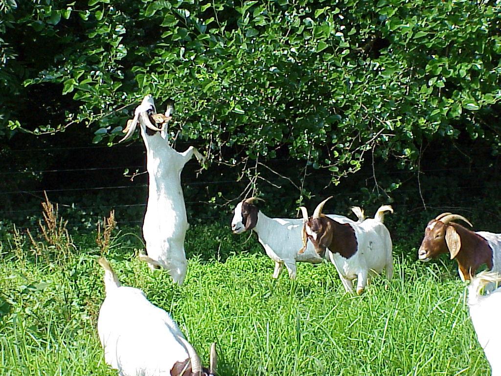 Forage preferences Goats: forbs>grass>legumes Cattle: grass>legumes Sheep: