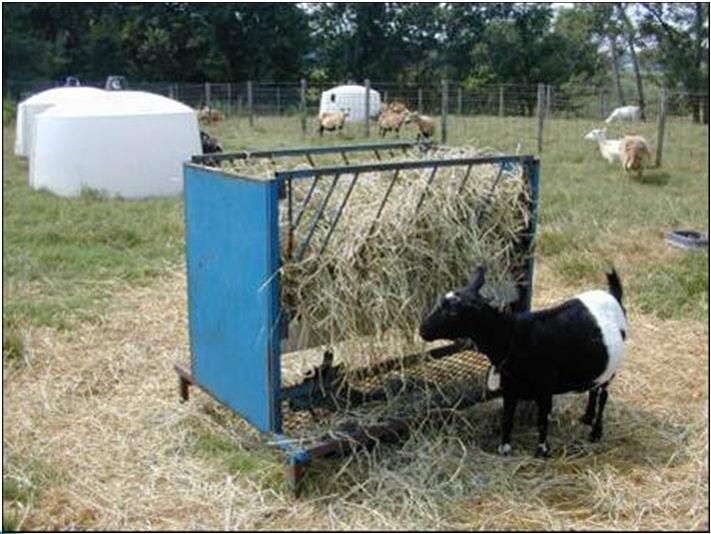 Trough Space Type Concentrate RestrictedRoughage Ad Libitum Roughage Adult goat > 132