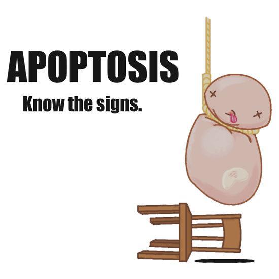 Apoptosis = programmed cell death =