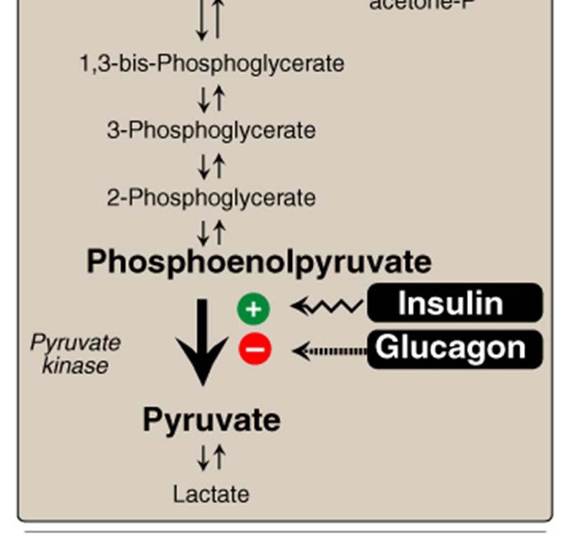 Current focus is on glycolysis, reciprocal changes also occur in the rate-limiting enzymes of gluconeogenesis (synthesis of glucose).