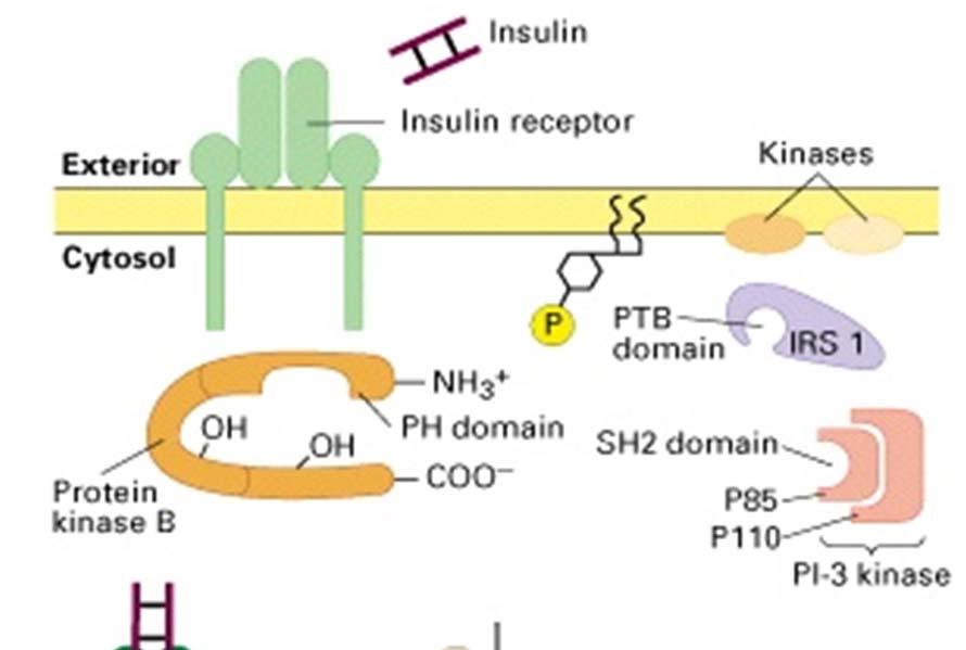 Insulin activates PKB