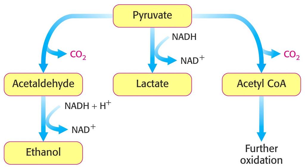 Utilization of pyruvate Lactate-DH