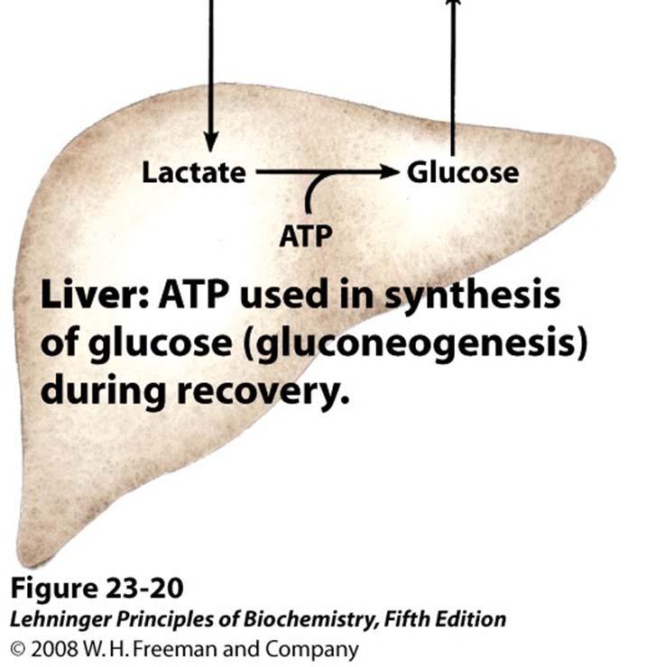 The lactate and H+ are transported out of the cell, diffuse into the blood and can cause lactic acidosis.