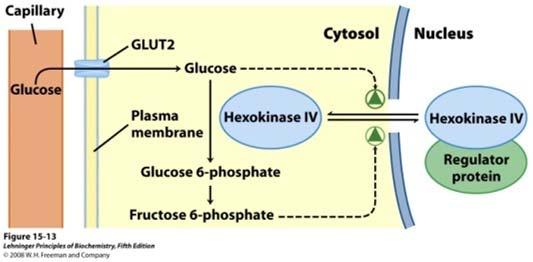 The allosteric modulation of key enzymes of Gluconeogenesis and Glycolysis Gluconeogenesis