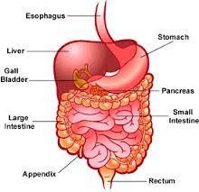 Digestive system Definition: The structure in the body that works together to transform the energy and materials in