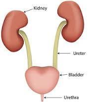 Urinary System Definition: A group of organs that filter waste from an organism s blood and excrete it in a liquid
