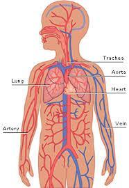 Circulatory System Definition: The group of organs, that circulates blood through