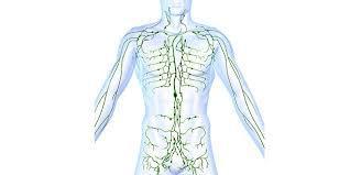 Lymphatic System Definition: apart of the circulatory system and a vital part of the immune system compromising a network of lymphatic
