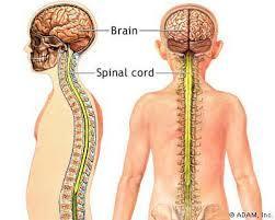 Central Nervous System Definition: The brain and spinal cord.