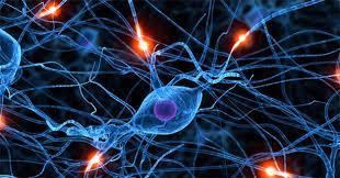 Neuron Definition: A nerve cell Sentence: A