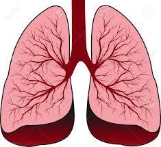 Lungs Definition: A pair of organs within the rib cage the allow oxygen to be passed within
