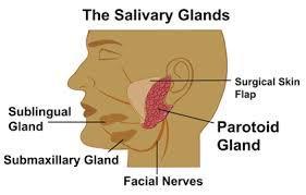 Gland Definition: An organ in the body that produces a specific substance, such as a hormone.