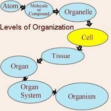 Levels of Organization Definition: The biological levels of organization of living things arranged from the simplest to most complex form.