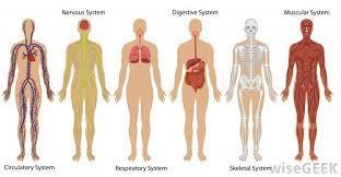 Organ System Definition: A group of organs that together perform a function that helps the body
