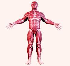 Muscular System Definition: The muscles of the body that, together with the skeletal system, function to