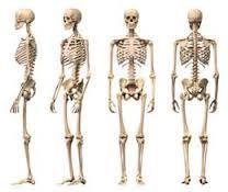 Skeletal System Definition: The framework of the bones that supports the body, protects internal