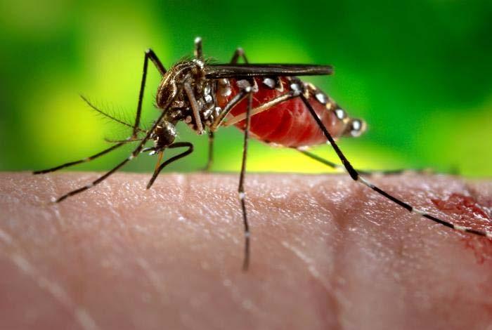 What is Zika virus disease (Zika)? Virus closely related to dengue, yellow fever, Japanese encephalitis, and West Nile viruses.