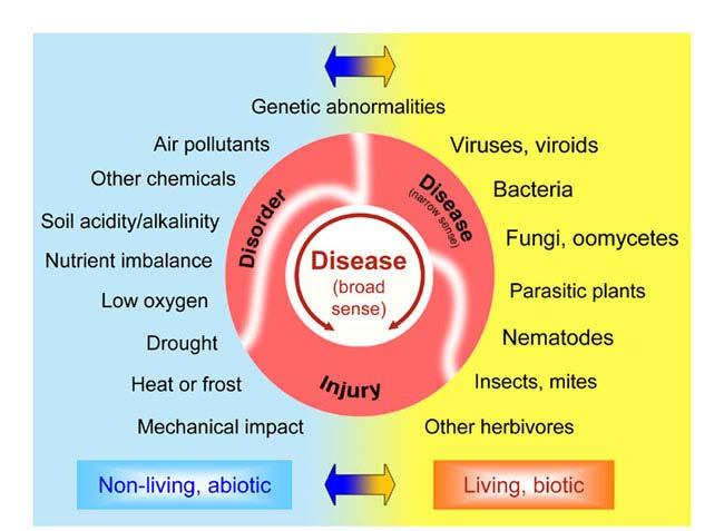 What is plant disease?