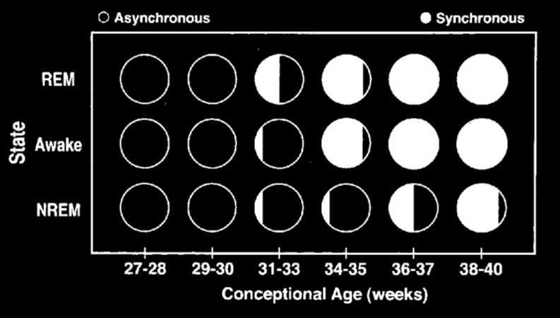 Development of EEG Synchrony Active