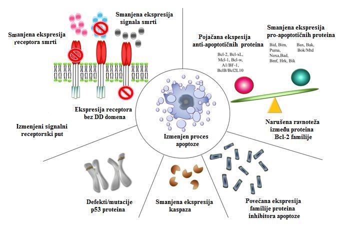 Uvod Slika 2. Uloga različitih signalnih puteva u dereulaciji apoptoze, preuzeto i adaptirano iz Wong RS, J Exp Clin Cancer Res 2011.