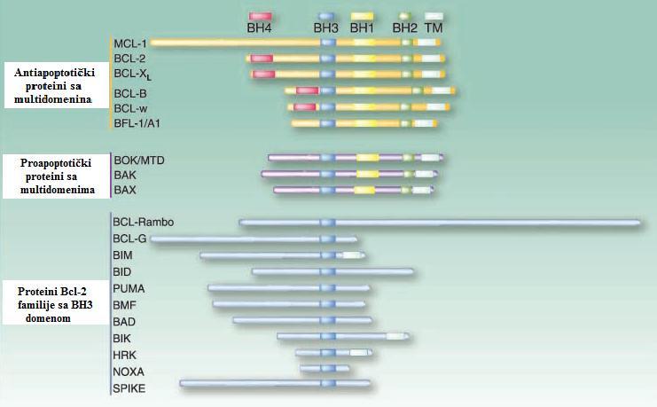 Uvod Slika 5. Klasifikacija članova Bcl-2 familije na osnovu prisustava homologih domena, preuzeto i adaptirano iz Danial NN. Clin Cancer Res 2007.