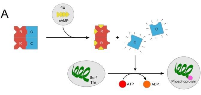 concentration of (camp) which will affect Protien kinase A. *Protien kinase A is a TETROMER which is copmosed of two regulatory subunits and two catalytic subunits.