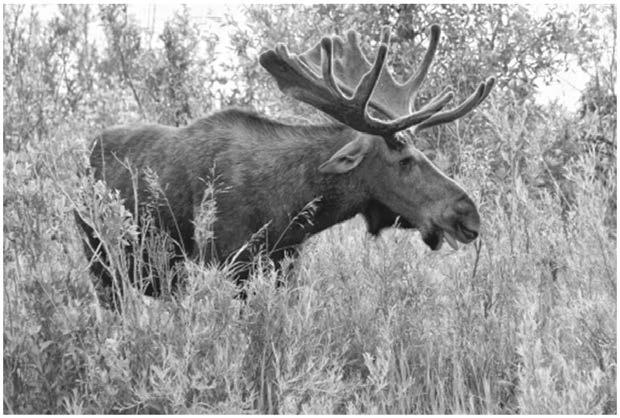 8 0 4 Moose are animals that eat grass. Figure 2 shows a moose.