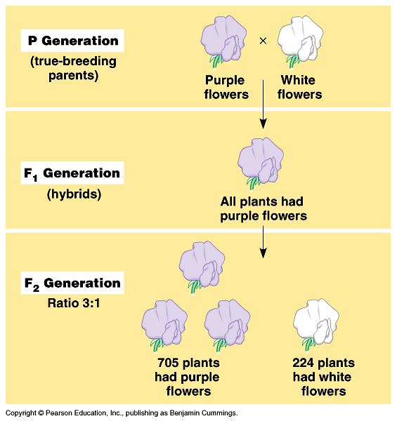 B. Mendel s Laws: Mendel s experiments showed that the blending model of inheritance was incorrect. Purple x White flowers in the parentals produces all flowers, not pale purple flowers.