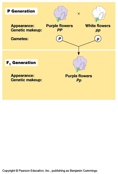 Mendel explains this ratio of inheritance with 4 related ideas: 1) versions of genes account for variation. For example, purple versus white flower color. The alternate versions of genes are called.