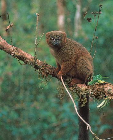 Distribution and Abundance Natural History of Primates