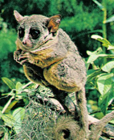 Features Lemur Diversity Types of Lemurs Avahis Aye-Ayes Bush Babies Indris Lorises Pottos