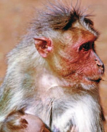 Bonnet Monkeys Celebes Crested Macaques Doucs Langurs Proboscis Monkeys Macaques Rhesus Monkeys Snub-Nosed
