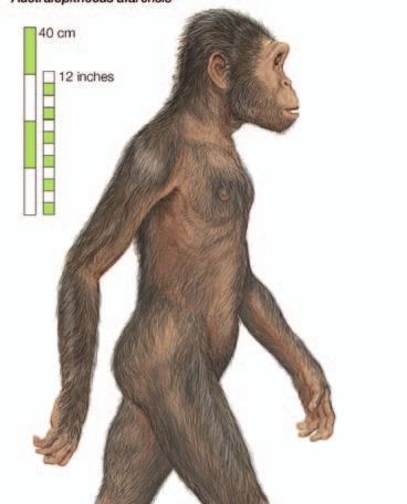 7: early hominins The Australopiths Australopithecus Australopithecus Anamensis Ardi Australopithecus Afarensis