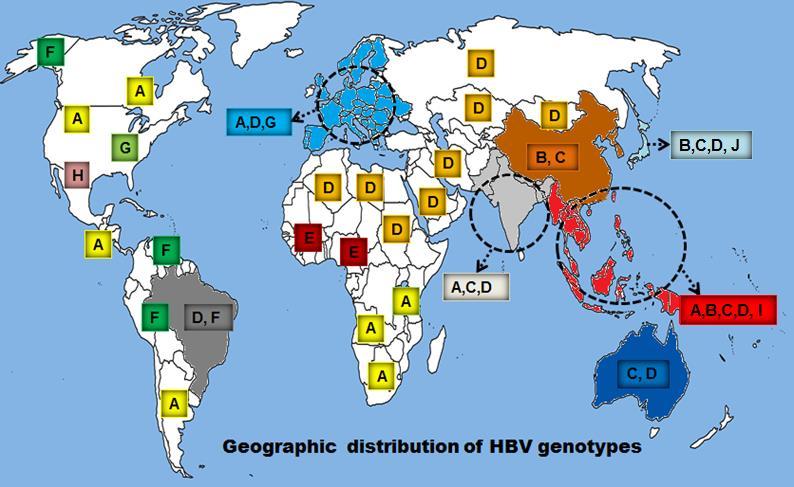 Hepatitis B genotypes and serotypes 8 genotypes (A-H)