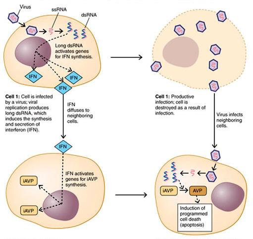 d. Recognition of long double stranded RNA e. Signifies to a cell that it is infected with a virus Figure 15.9 i. Apoptosis = Programmed cell death VII. Phagocytosis (section 15.6) a.