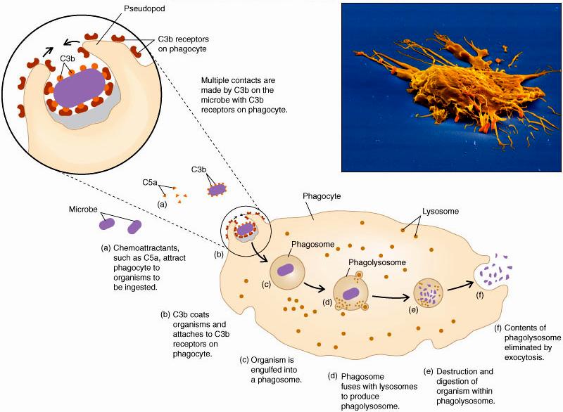 Neutrophils (polymorphonuclear leukocyte, PMN, poly) i. Specialized attributes of neutrophils First to migrate to site of infection Short lived Always have tremendous killing power c.