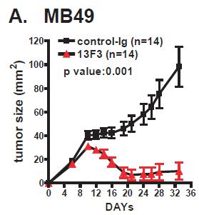 VISTA-specific antibody controls tumor growth Bladder tumor MB49 (s.