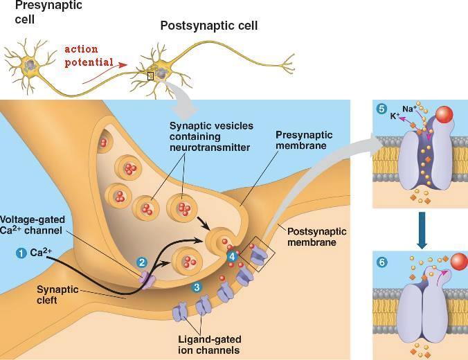 The Synapses o Synaptic Physiology -Place where two neurons talk to each other Neurotransmitter Release (2.
