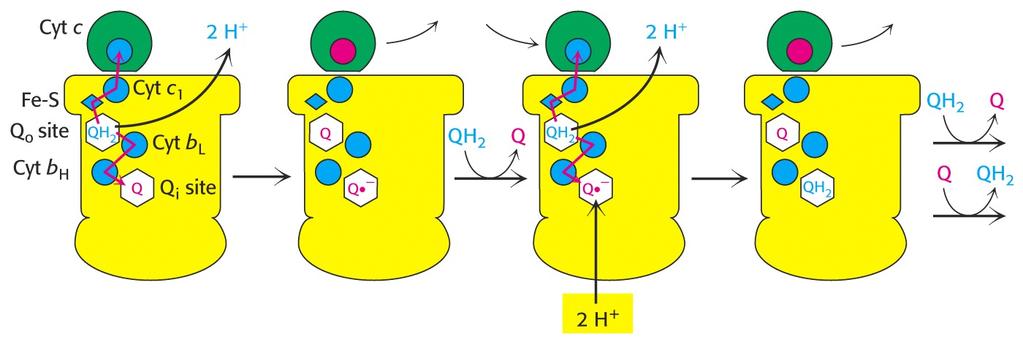 Cartoon Mechanism of Q cycle of bc1 2 H + Net chemical reaction: QH 2 + 2 cyt c(fe +3 N 4 H + ) Q + 2 cyc c (Fe +2 ) + 2 H + P p the simplicity of which hides the more complicated Q cycle below: 2 QH