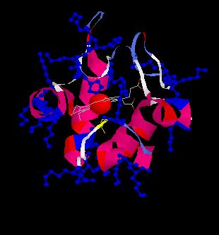 Cytochrome C: A small mobile carrier of one electron in the intermembrane space of the mitochondrion Cytochrome c is a protein with many, many lysines and arginines.
