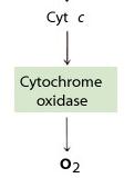 The last step: cytochrome oxidase Overall chemical rxn : 4 Fe 2+ + 4 H + N + O 2 4 Fe 3+ + 2 H 2 O 4 e - transfer Internal electron carriers electron donor