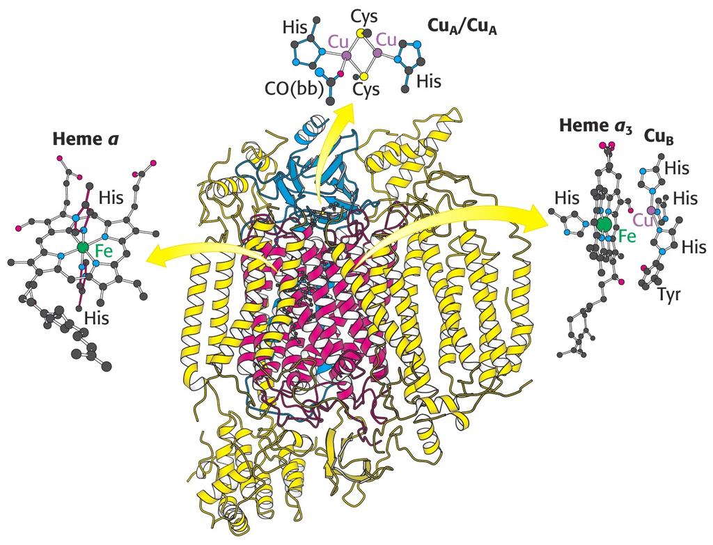 Structure of Cytochrome Oxidase A differs from C type hemes in that: * a formyl group replaces a methyl * a C15 hydrocarbon chain replaces one of the vinyl groups.