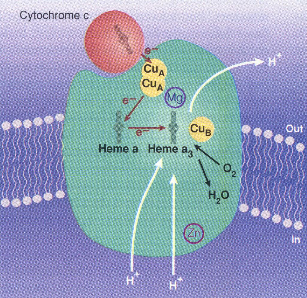 Cyt oxidase: Electron transfer reactions Electron transfer into cytochrome oxidase is initiated by binding of cytochrome c to subunit II on the external side of the membrane (see Figure).